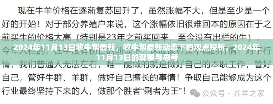 牧牛帮最新动态观点探析,2024年11月13日的观察与思考
