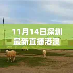 与大自然共舞的日子,深圳直播港澳台最新动态