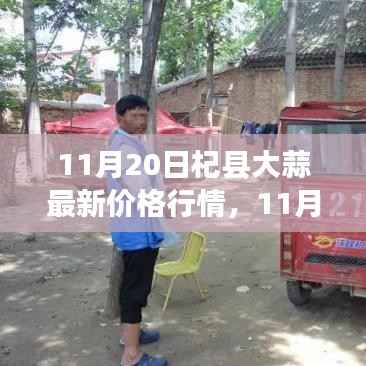 11月20日杞县大蒜价格行情及走势解析