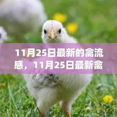 从某某观点看,11月25日最新禽流感事件深度分析与观察