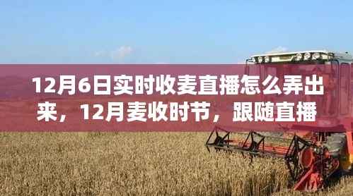 12月麦收时节直播攻略，探索麦田美景，寻找内心的宁静与平和