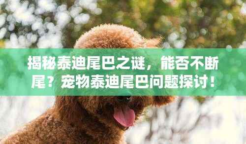 揭秘泰迪尾巴之谜，能否不断尾？宠物泰迪尾巴问题探讨！