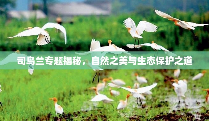 司鸟兰专题揭秘,自然之美与生态保护之道