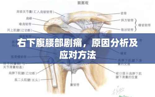 右下腹腰部剧痛,原因分析及应对方法