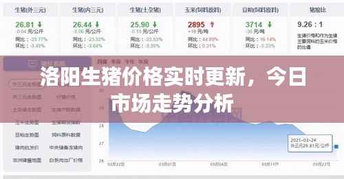 洛阳生猪价格实时更新，今日市场走势分析