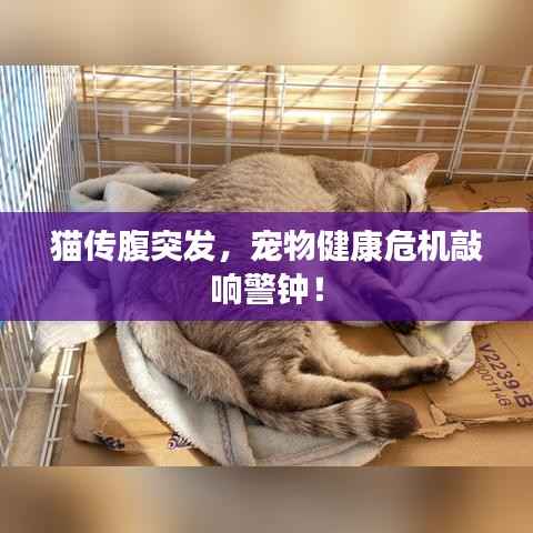 猫传腹突发,宠物健康危机敲响警钟!