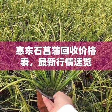 惠东石菖蒲回收价格表,最新行情速览