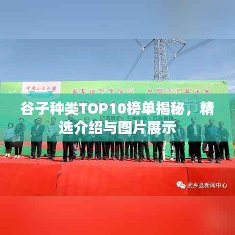 谷子种类TOP10榜单揭秘,精选介绍与图片展示