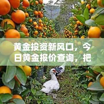 黄金投资新风口,今日黄金报价查询,把握黄金投资新机遇!