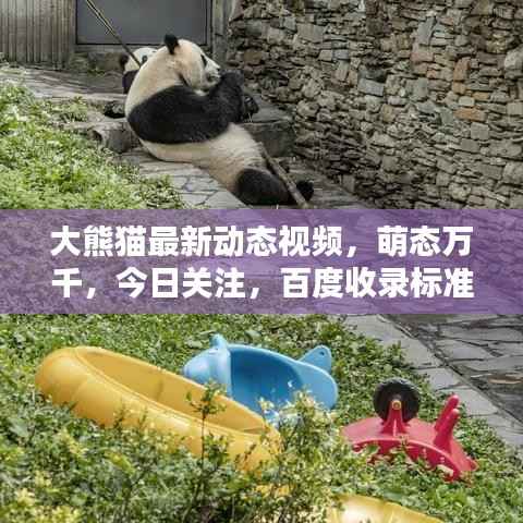 大熊猫最新动态视频，萌态万千，今日关注，百度收录标准标题